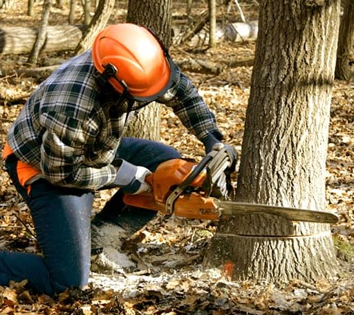 Tree Removal in Grantham, NH